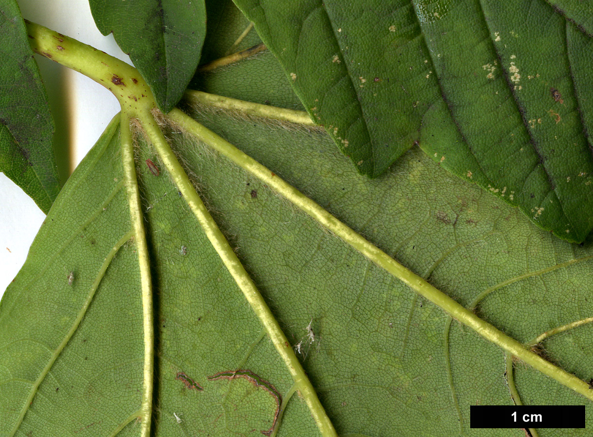 High resolution image: Family: Sapindaceae - Genus: Acer - Taxon: heldreichii - SpeciesSub: subsp. trautvetteri